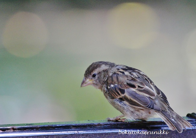 house sparrow (2).JPG