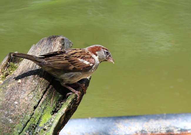 house sparrow male non bre (2).JPG