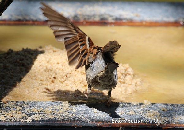 house sparrow male non bre (3).JPG